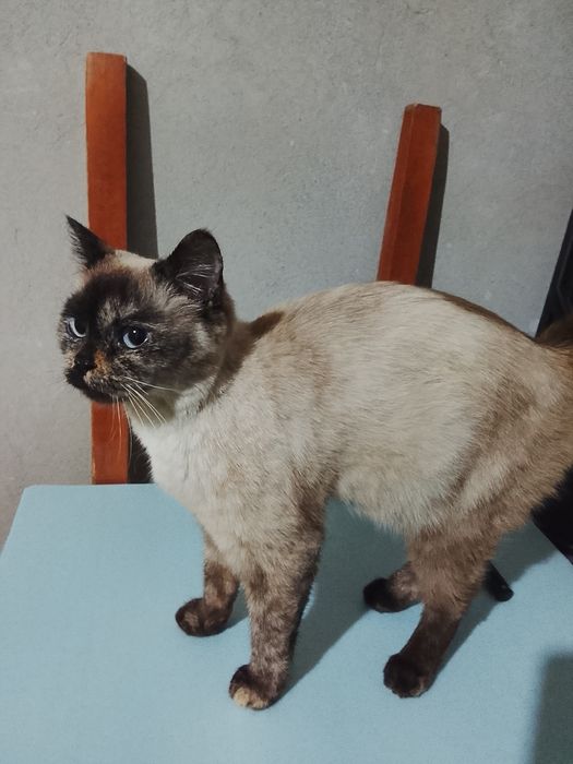 Mushuk sotiladi xomlador