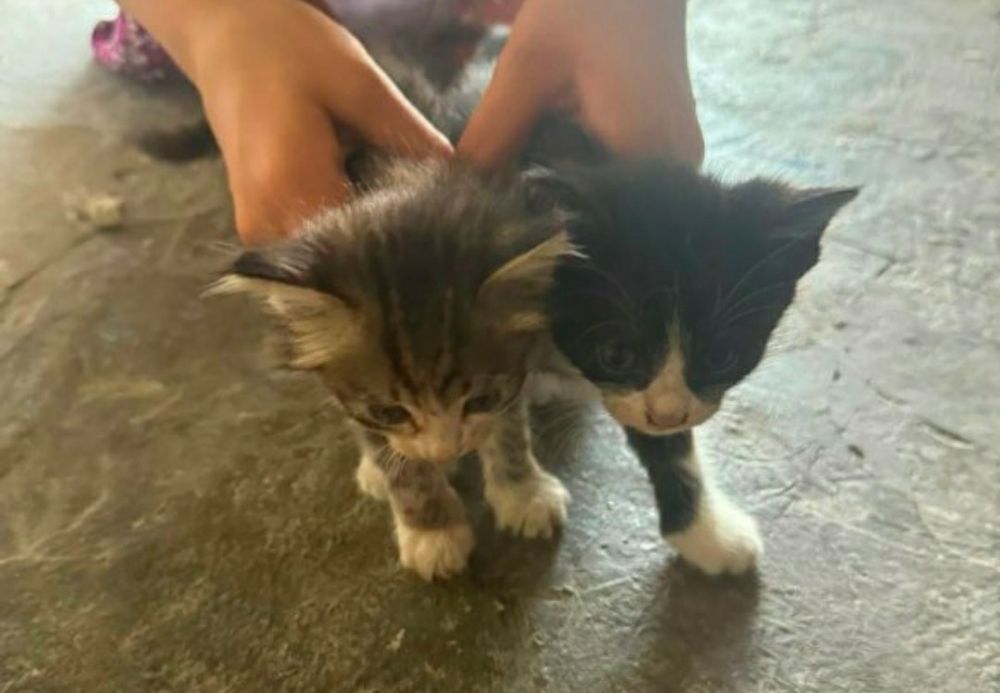 котята, в добрые руки бесплатно