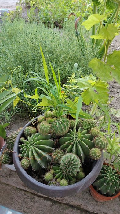 Kaktus va aloe xona gulllari