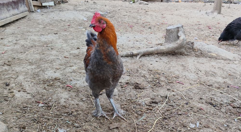 Cocosi Marans albastru aramiu și negru aramiu.