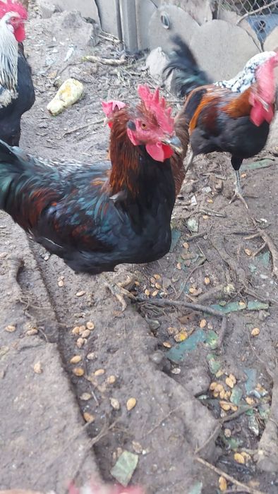 Пролетни петли многоцветни