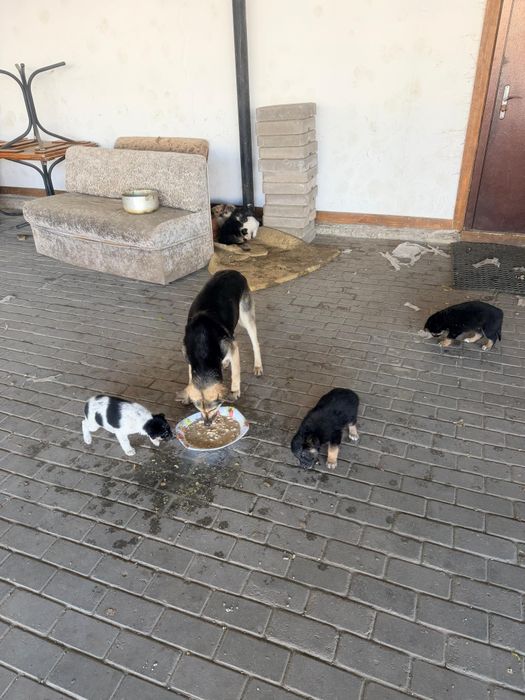 Продаю  сдаю хорошие шенки