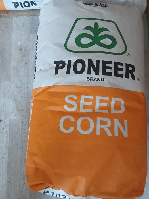 Пионер семена кукурузы