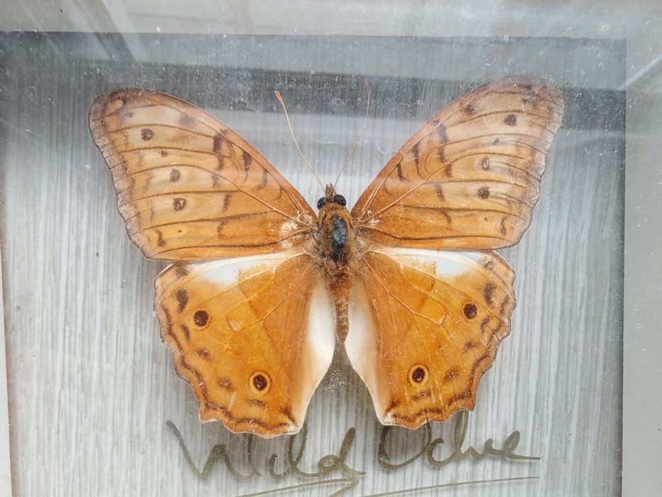 Vindula arsinoe - крайцерска пеперуда