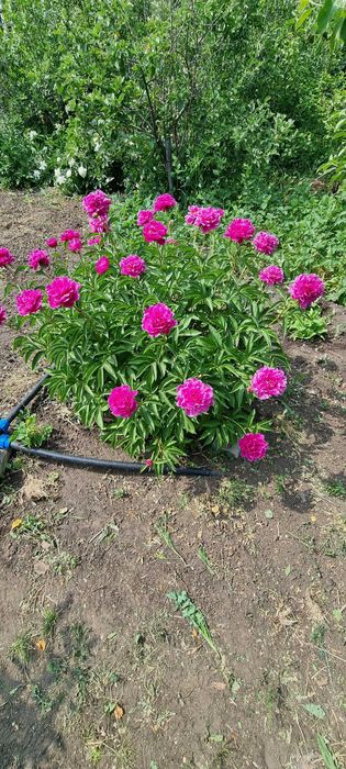 Продам дачу в СО "Текстильщик-1"