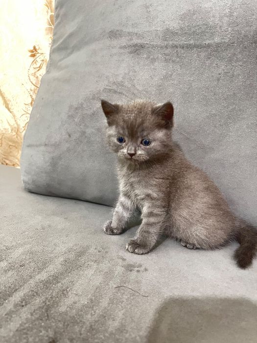 Продам котёнка шотландский