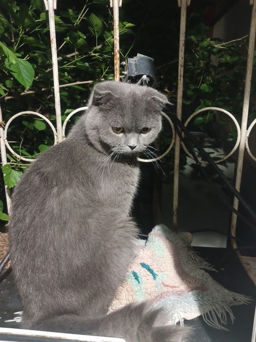 Scottish Fold sotiladi