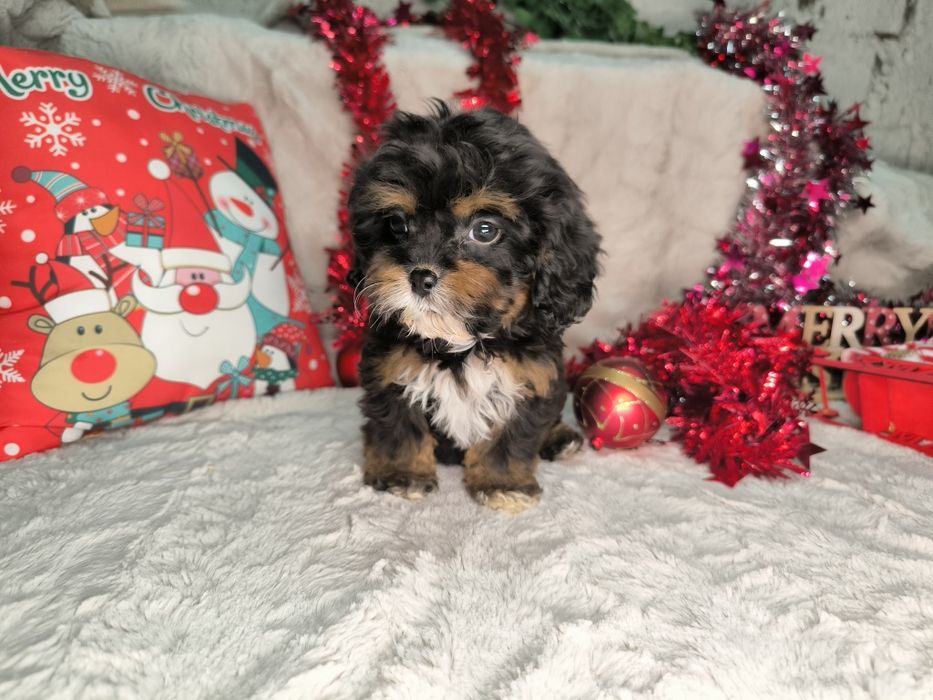 Vand fetita Cavapoo black and tan F1.