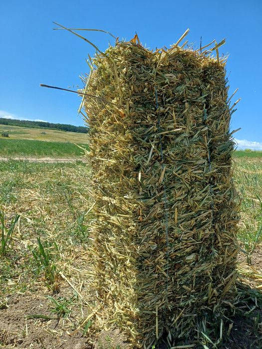 Vând 800 baloti de Ovaz si peste 3000baloto fan