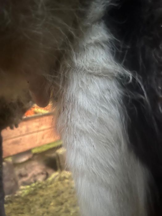 Сыйыр бузауымен сатылады