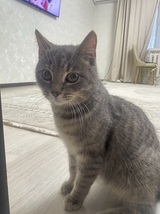 6-7 месячный котенок