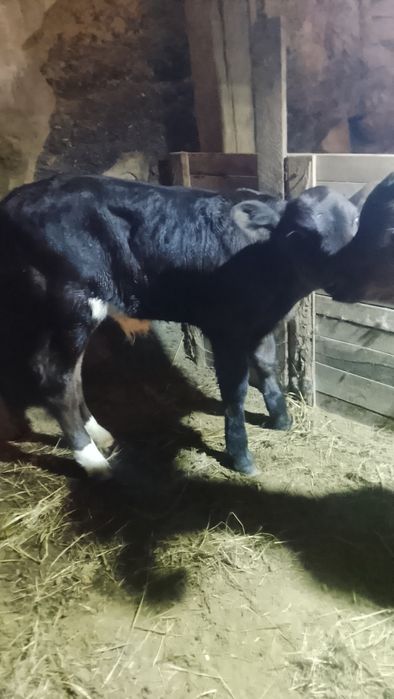 Бузаулар сатылады