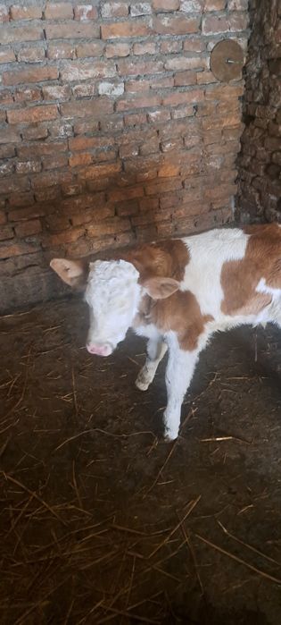 Vand vitel baltat românesc