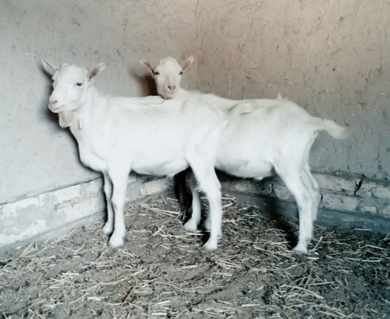 Эчки боллари сотилади ёзда тугилган 2 дона така ишлаши зўр