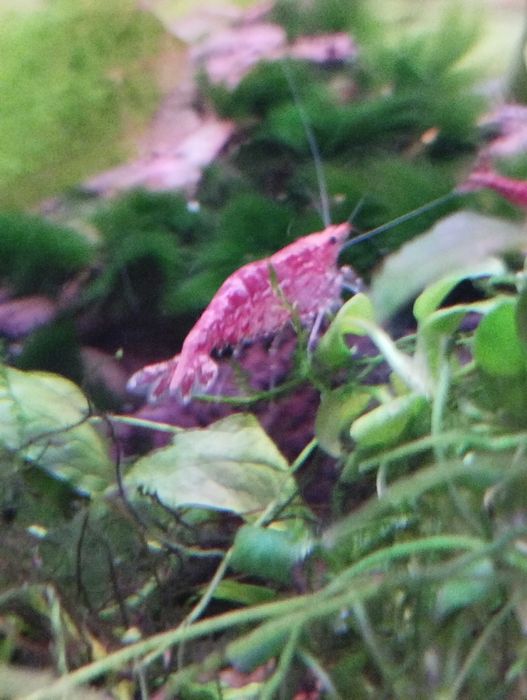 Vând pești acvariu, ancistrusi, creveți