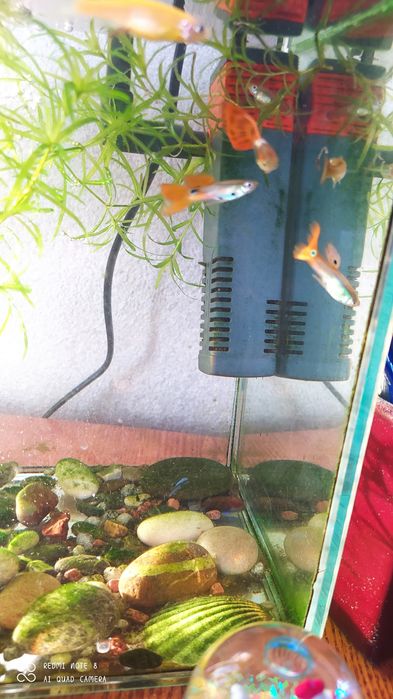 рыбка гуппи. мальчик