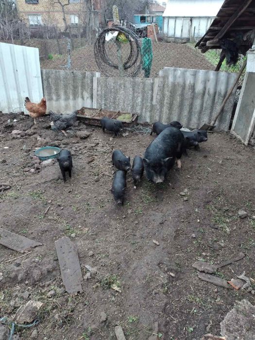 Продавам виетнамски прасенца