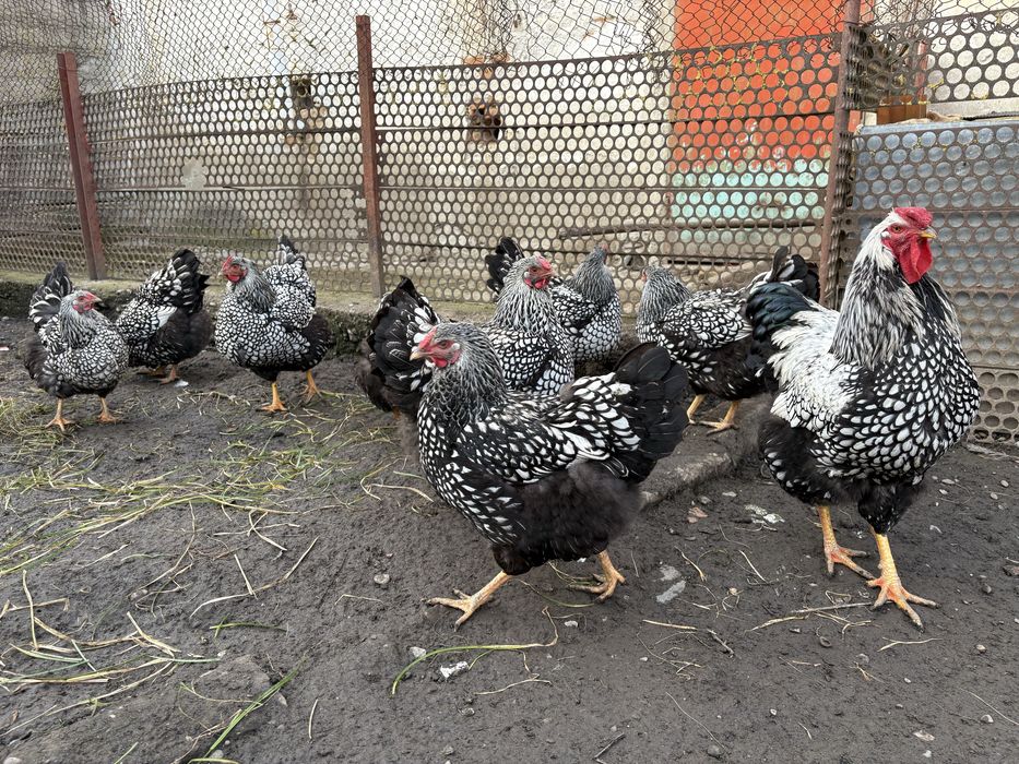 Oua de incubat pui Wyandotte argintiu