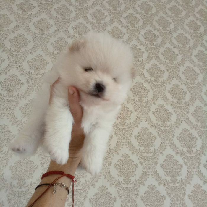 Продам щенков шпица, рассрочка каспи