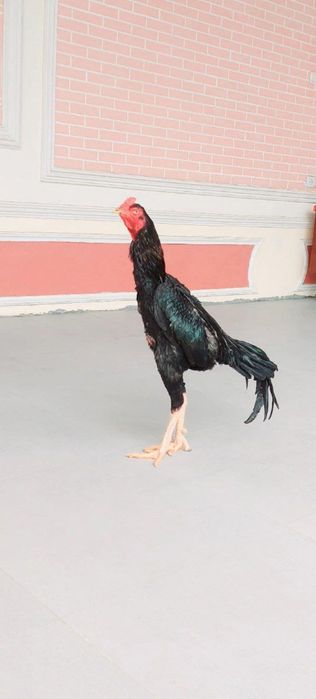 Куланги хӯроз сотилади