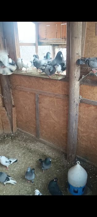 Porumbei ornamentali și jucători