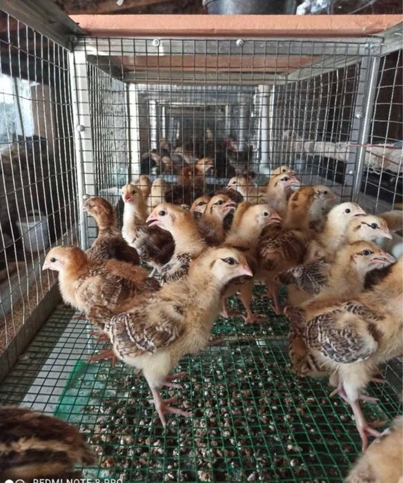 Жўжа joja жужа бор Ханхяп тавуклари жужаси бор