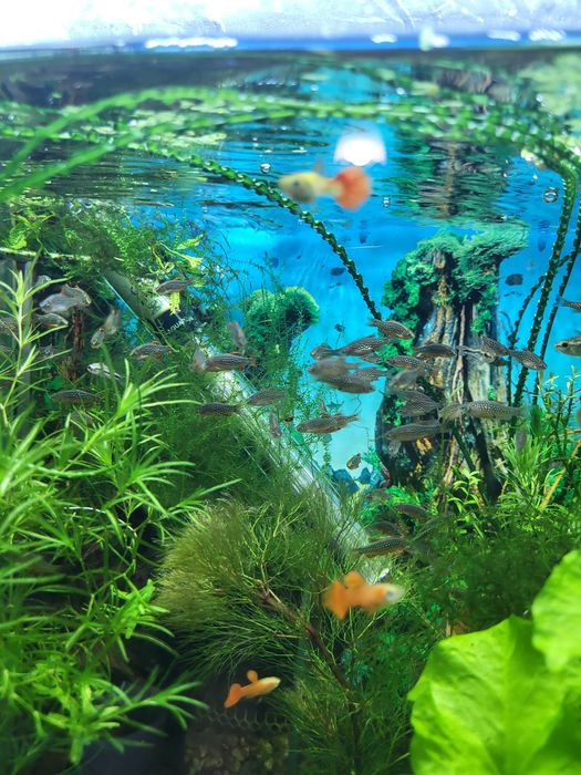 Microrasbora galaxy (Celestichthys margaritatus)