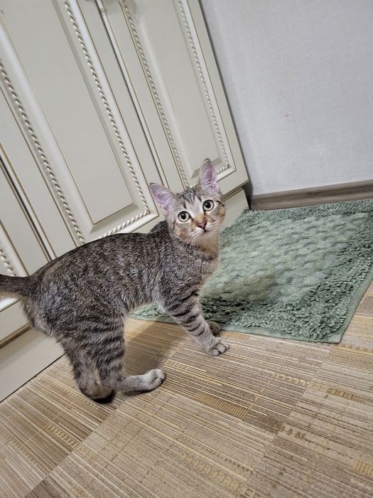 Бесплатно кошка чистая