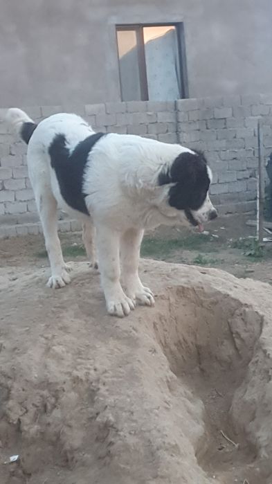 Алабай кушуктер сатлады