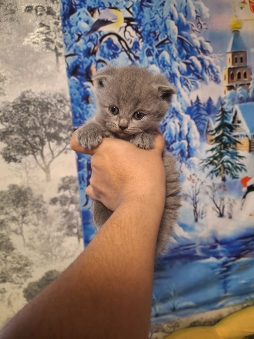 Скоттиш фолд британцы