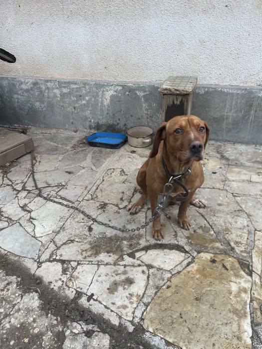 Гонче.Женско……..