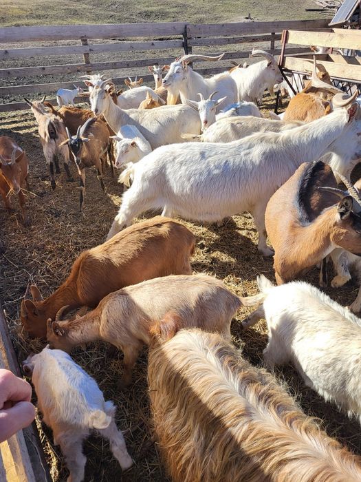 Vand capre cu iezi și țapi castrati