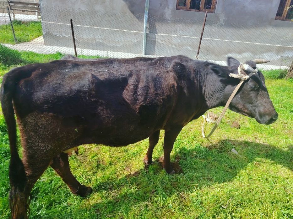 Ikkta ONa bola SIGIR SOTILADI bitasiki buqa ikkichisniki hunojin