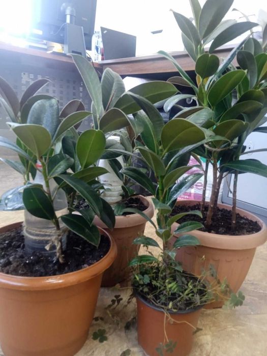 Шикарные фикусы!