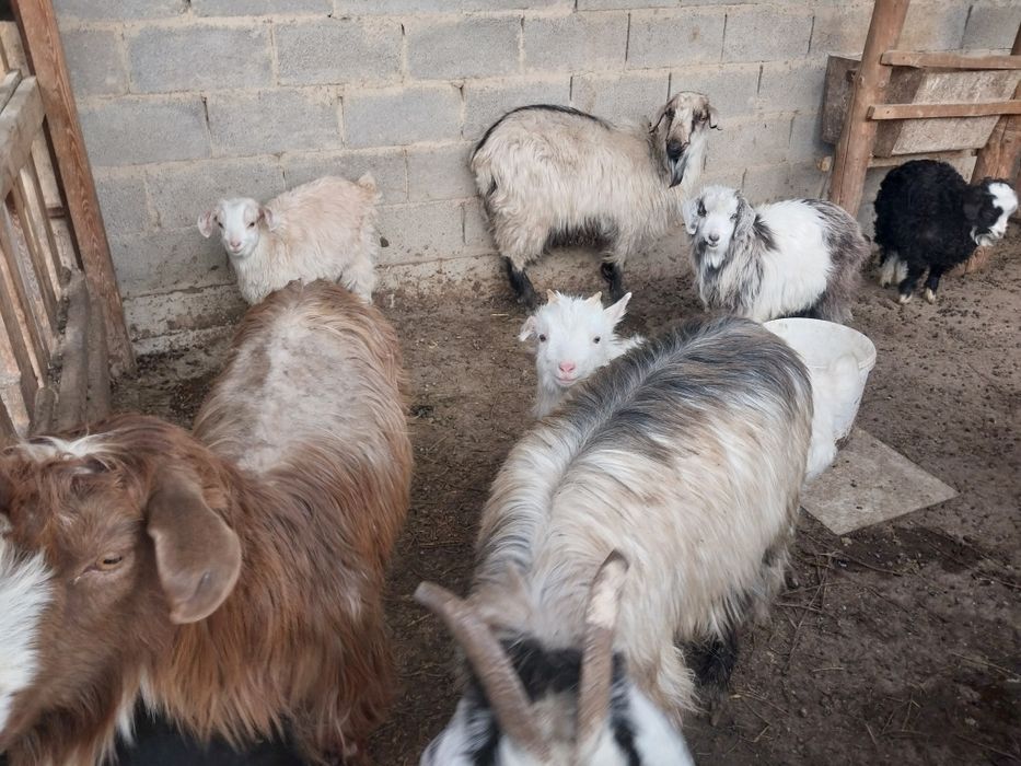 Бес ешкі ұрғашы лақтарымен