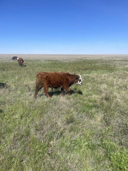 Продаются годовалые бычки