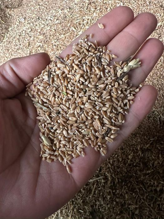 Пшеница, ячмень, овес