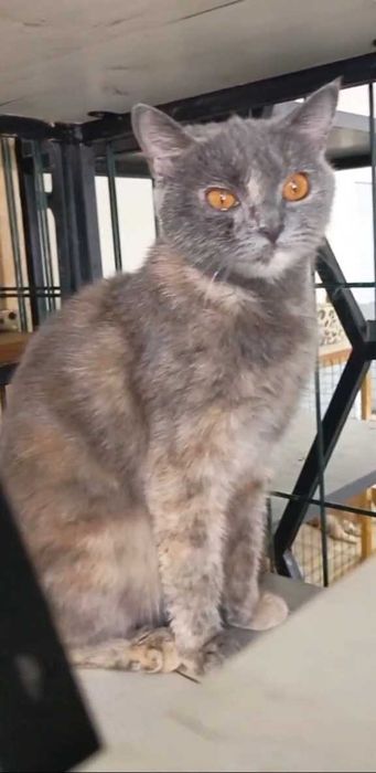 Пристраивается кошечка