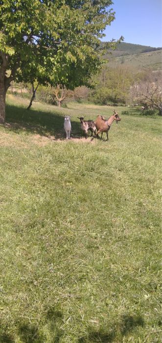 Cauta casuță nouă!