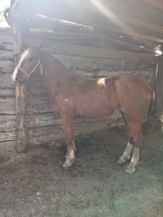 2 жасар байтал сатам