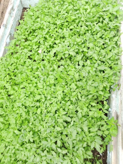 Продам рассаду помидор
