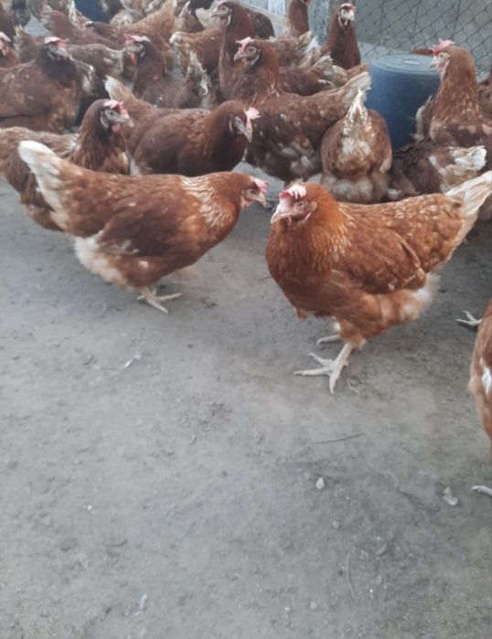 Кокошки Носачки