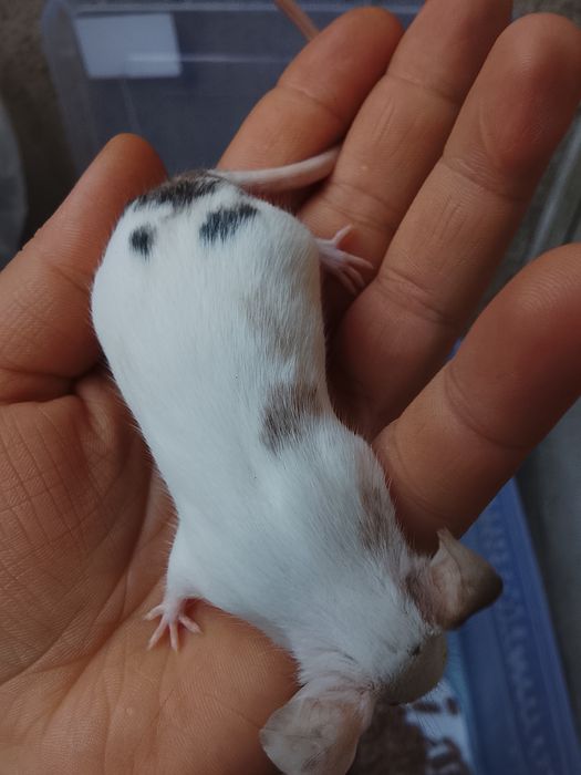 В продаже дикаративные мышки