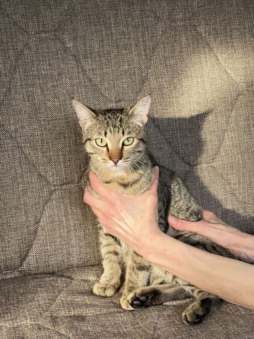 Отдам котенка