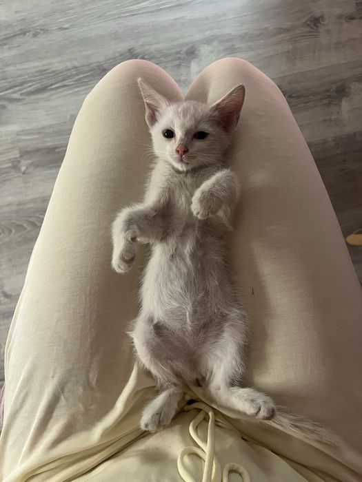 Кошечка 2 месяца