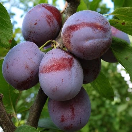 Prune AnaSpath pentru tuica