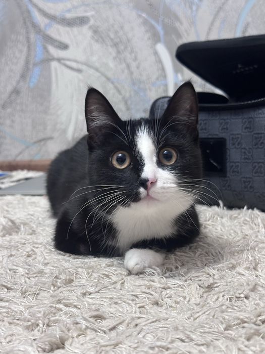 Кошка, еще котенок