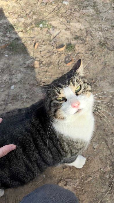 Fulg, motan de 4 ani, castrat