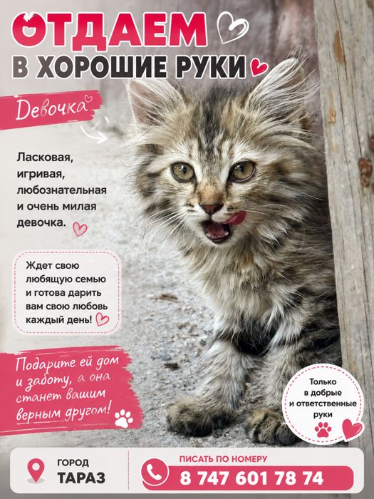 Отдаем котенка в добрые руки