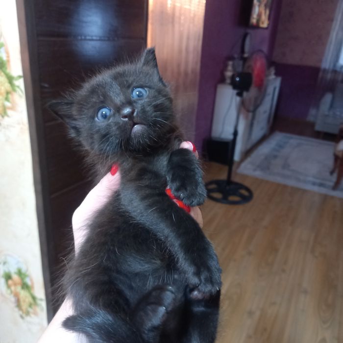 Котята для удачи